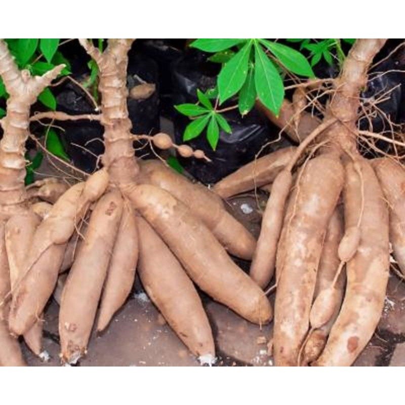 

singkong super / 1kg di jual di warunk Juni