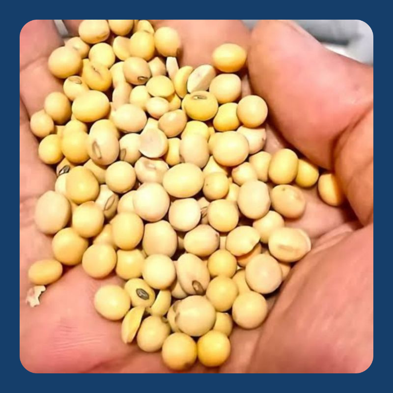 

KACANG KEDELAI SUPER IMPORT 1KG(GRADE.A NO.1)KACANG SOY BEAN