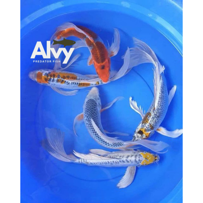 

paket ISI 4 ekor koi slayer kumpay berkualitas 10-13 CM