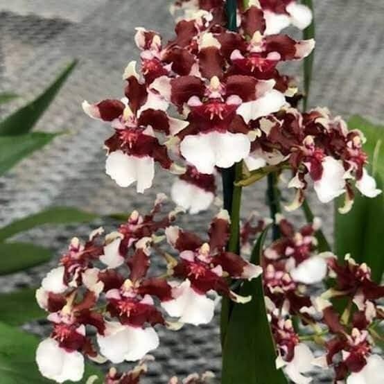 Anggrek Oncidium Sharry Baby