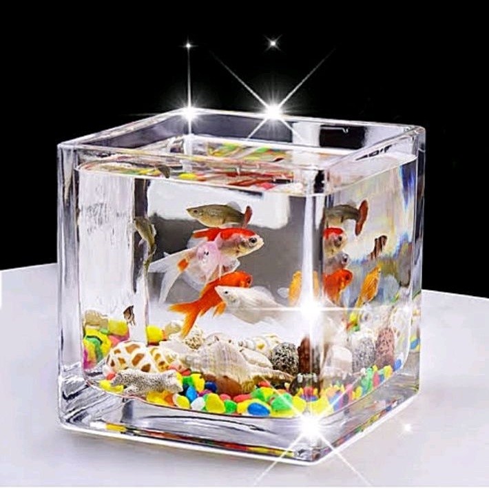 Aquarium Mini Kaca Minimalis / Akuarium Ikan Kecil Aesthetic CO