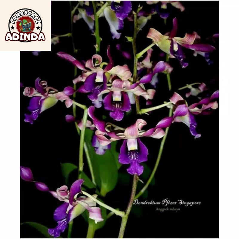 Seedling Anggrek Dendrobium Pfizer Singapore Tanaman Hidup-Bunga Hidup Murah Pohon Hias - Bunga Hias