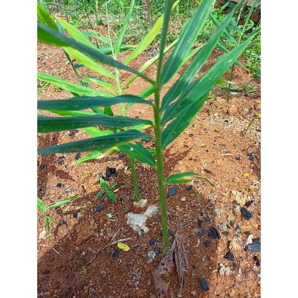 BIBIT JAHE GAJAH / JAHE PUTIH