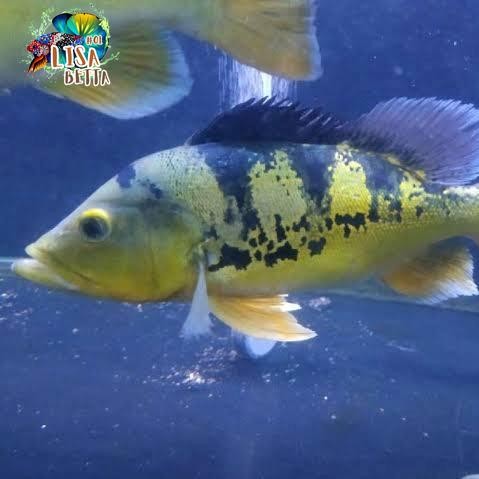 pbas mono ukuran 5-6  cm pibas