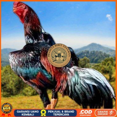 

telur ayam shamo fertil super garansi PRADITA BIBIT TANAMAN