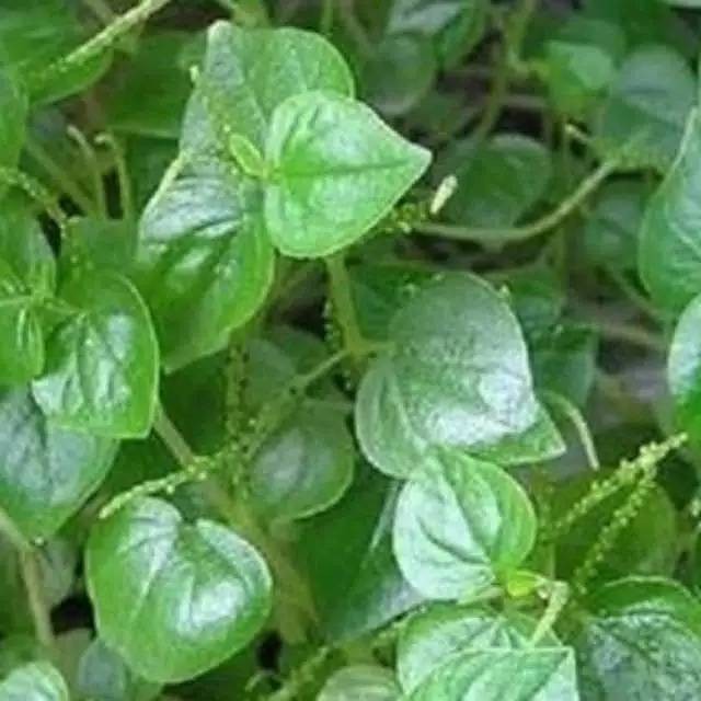 

Jual Daun Sirih Cina Frest 500 gram