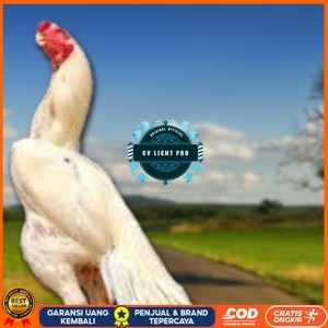 

telur ayam hias assel parrot Siap untuk di tetaskan CV LIGHT PRO