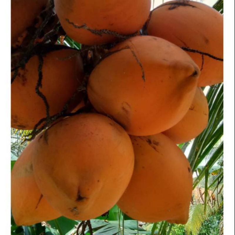 

TB-02 BUAH KELAPA GADING SEGAR 1 BUAH