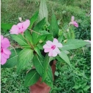 

DAUN PACAR AIR/PACAR TERE SEGAR 1KG MURAH OBAT HERBAL OBAT TRADISIONAL OBAT ALAMI,