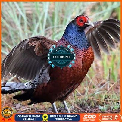 

Telur ayam hias ringneck hume's pheasant fertil siap ditetaskan CV LIGHT PRO