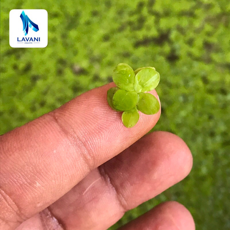 Amazon frogbit mini (Spirodela Polyrhiza)- tanaman Aquascape