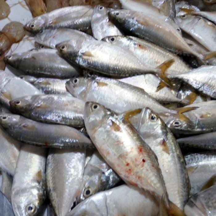 

Ikan Kembung 250gr