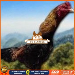 

telur ayam Shamo Jpn-eropa(Terlaris) CV GLAMOUR