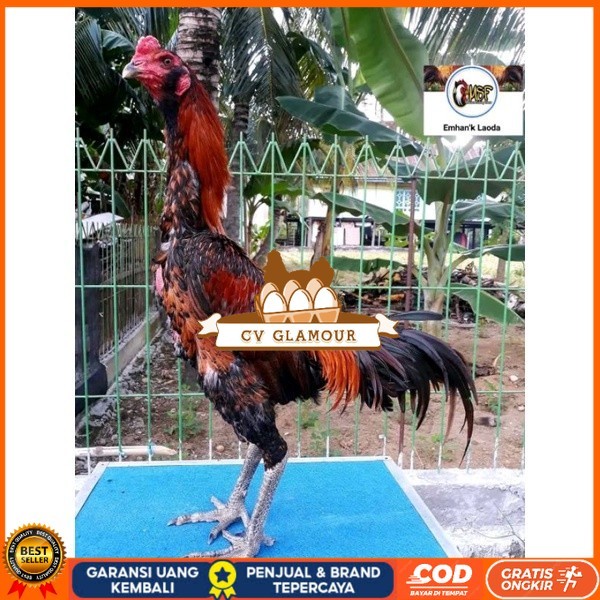 

telur tetas ayam khoyngon original berkualitas CV GLAMOUR