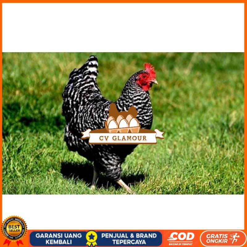 

TELUR AYAM KUNTARA UNTUK DI TETASKAN CV GLAMOUR