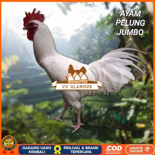 

telur ayam pelung jumbo super bisa untuk di tetaskan CV GLAMOUR