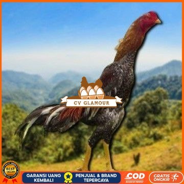 

telur tetas ayam shamo besar CV GLAMOUR