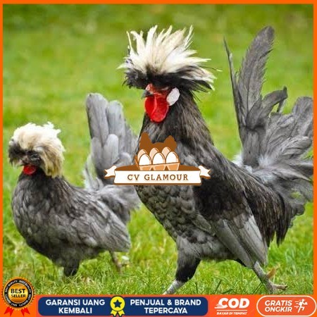 

Telur ayam poland / telur ayam hias / telur fertil siap cod CV GLAMOUR