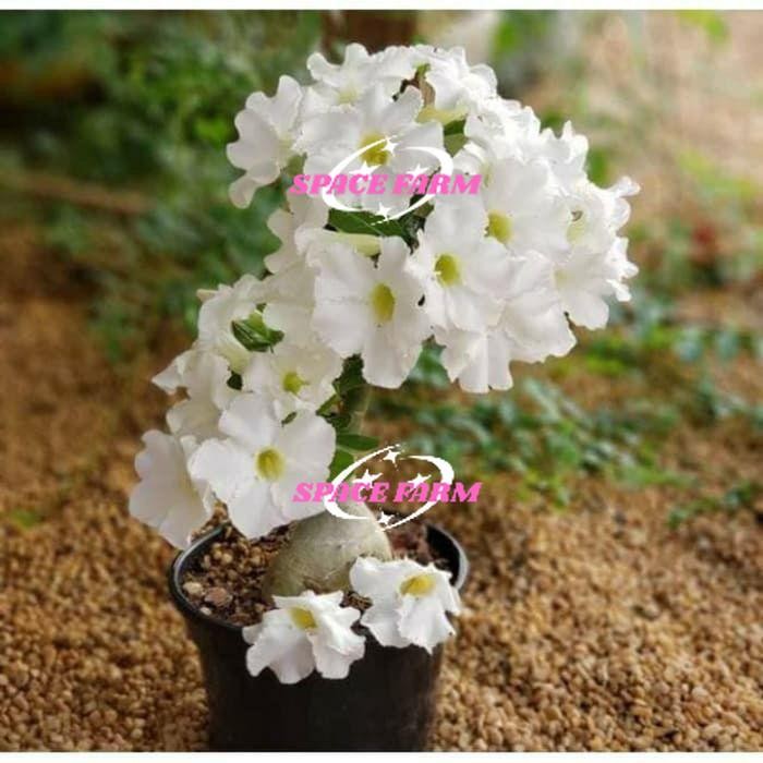 (TERMURAH) Bibit adenium bunga putih