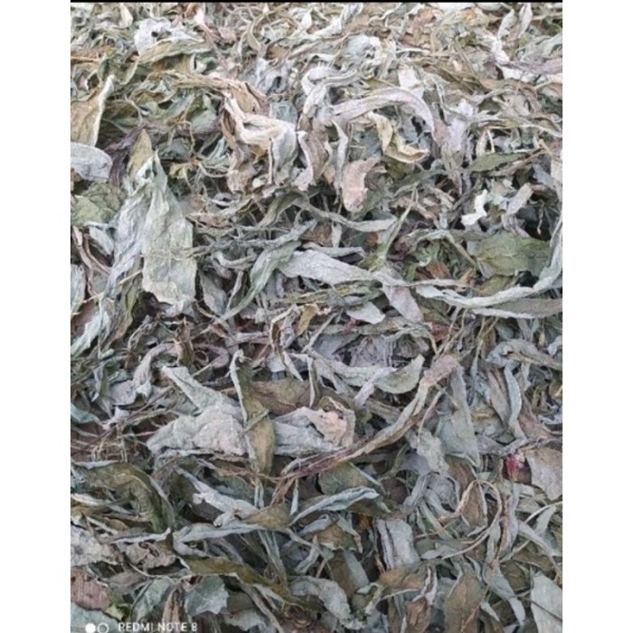 

PROMO Promo daun tempuyung kering asli 100gram .