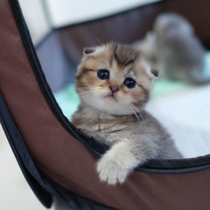 Scottish fold kitten golden black