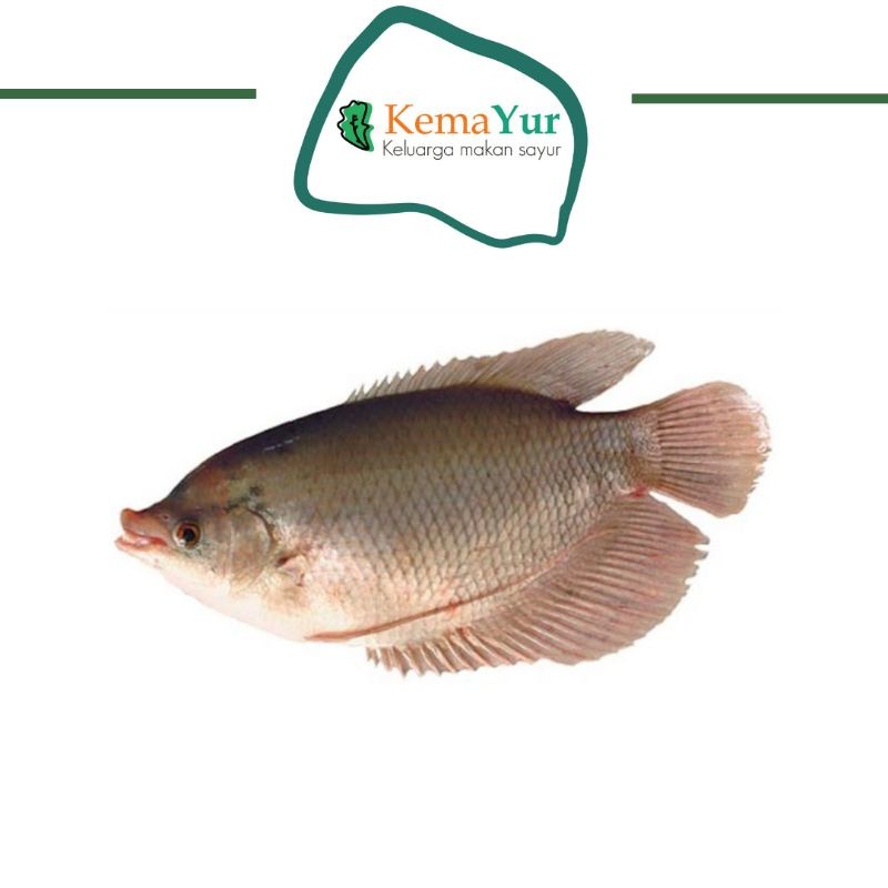 

IKAN GURAME GURAMI FRESH 500GR