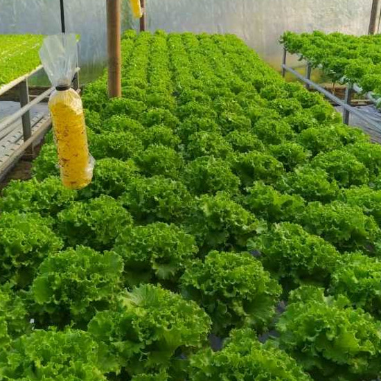 JAMIN MURAH Benih Selada Batavia Caipira Kemasan 500 Pils Asli Original Pabrik / Benih Selada Caipir