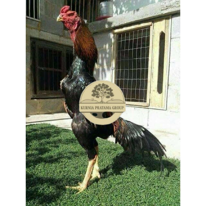 

TELUR FERTIL AYAM SHAMO JEPANG UNTUK DI TETASKAN KURNIA PRATAMA GROUP