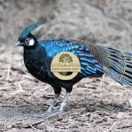 

Telur ayam hias ringneck palawan pheasant fertil untuk ditetaskan Langsung KURNIA PRATAMA GROUP