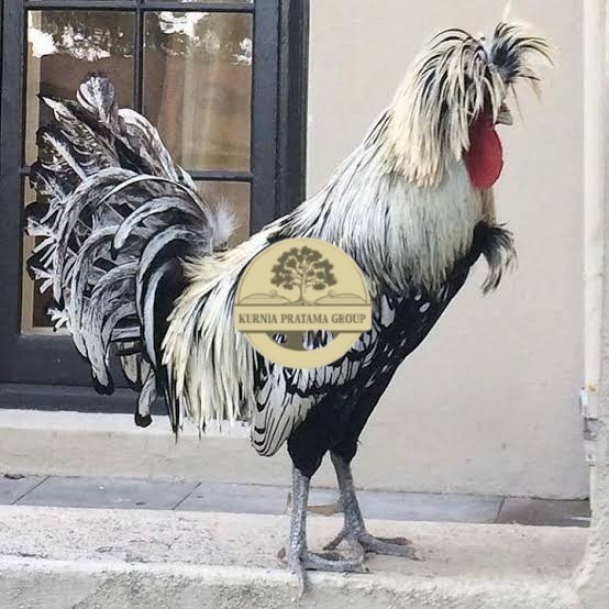 

telur ayam poland hias siap ditetaskan - ayam polan KURNIA PRATAMA GROUP