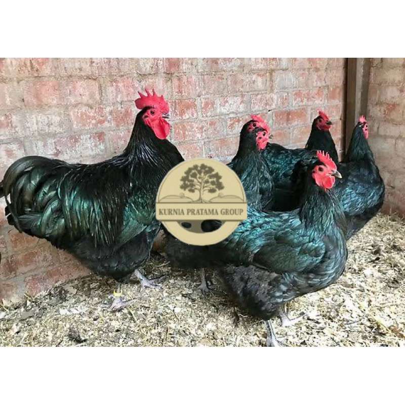 

TELUR FERTIL AYAM BLACK AUSTRALORP INDUKAN JUMBO UNTUK DI TETASKAN KURNIA PRATAMA GROUP