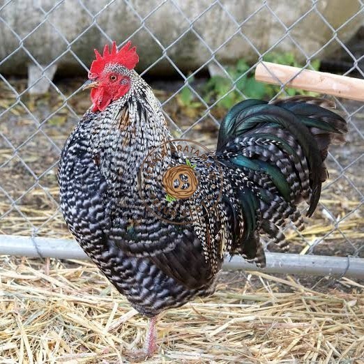 

Telur ayam barred plymouth rock / telur ayam hias fertil siap cod KURNIA PRATAMA ID