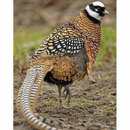 

Telur ayam hias ringneck reeves pheasant fertil siap ditetaskan KURNIA PRATAMA ID