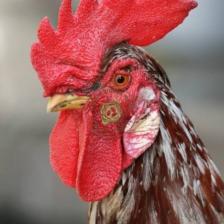 

Telur ayam albino mata merah / telur ayam hias fertil siap tetas KURNIA PRATAMA ID