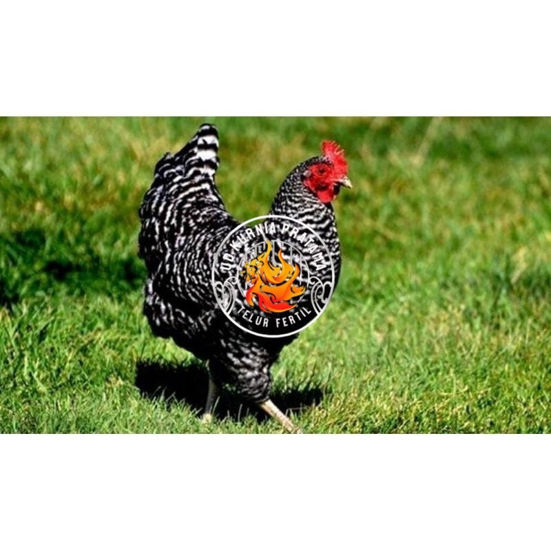 

TELUR AYAM KUNTARA UNTUK DI TETASKAN UD KURNIA PRATAMA