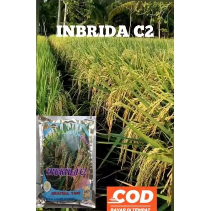 BENIH PADI INBRIDA-C2 BARU 1KG