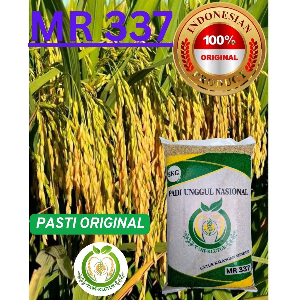 bibit biji PADI BIBIT PADI MR-337 ORIGINAL NEW ARRIVAL