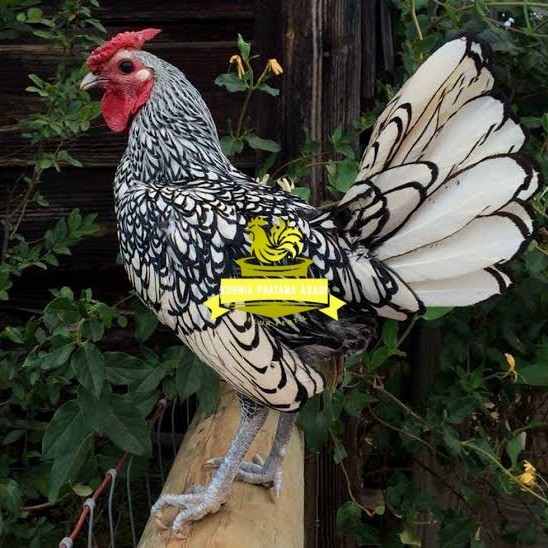 

Telur ayam serama / kate batik italy kanada fertil asli ori siap tetas KURNIA PRATAMA ABADI