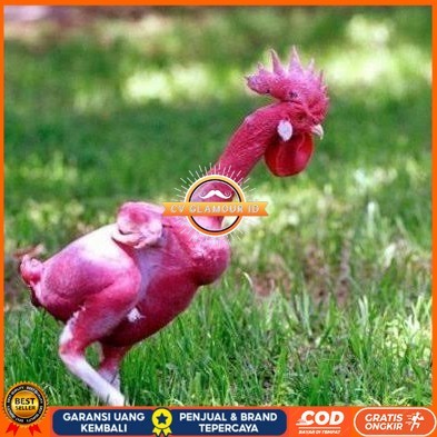 

Telur ayam tanpa bulu / ayam gundul fertil siap ditetaskan - ayam tanpa bulu CV GLAMOUR ID