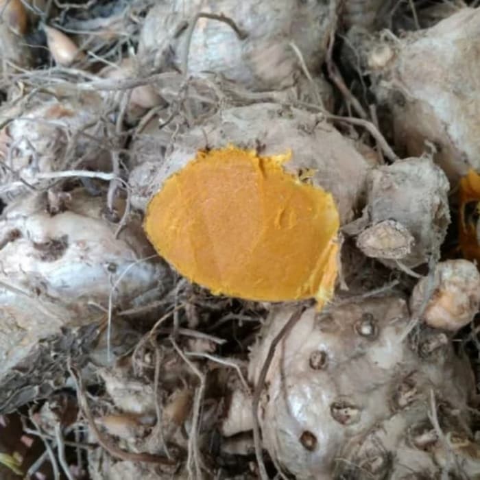

OHI Temulawak segar 1kg KC