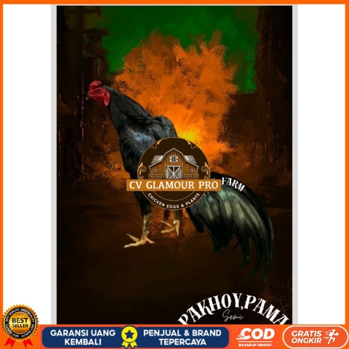 

Telur Ayam Pakhoy X Pama Vertil Siap Di Tetaskan Jaminan Super Oiginal Bergaransi CV GLAMOUR PRO