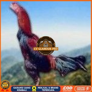 

telur ayam cos shamo asli untuk di tetaskan CV GLAMOUR PRO
