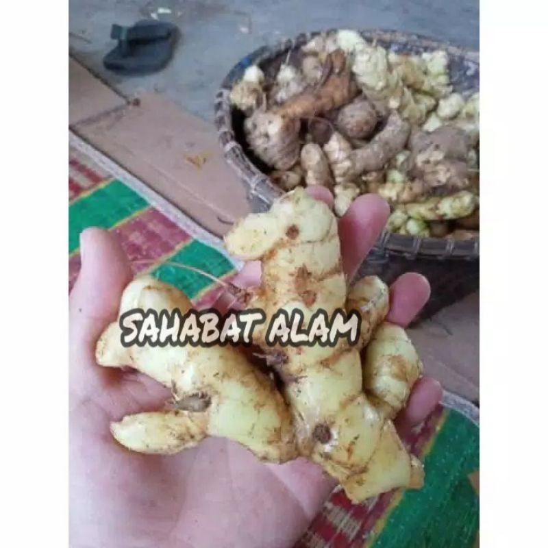 

AZ Kunyit putih segar 500gram (temu putih/curcuma zedoaria) SA