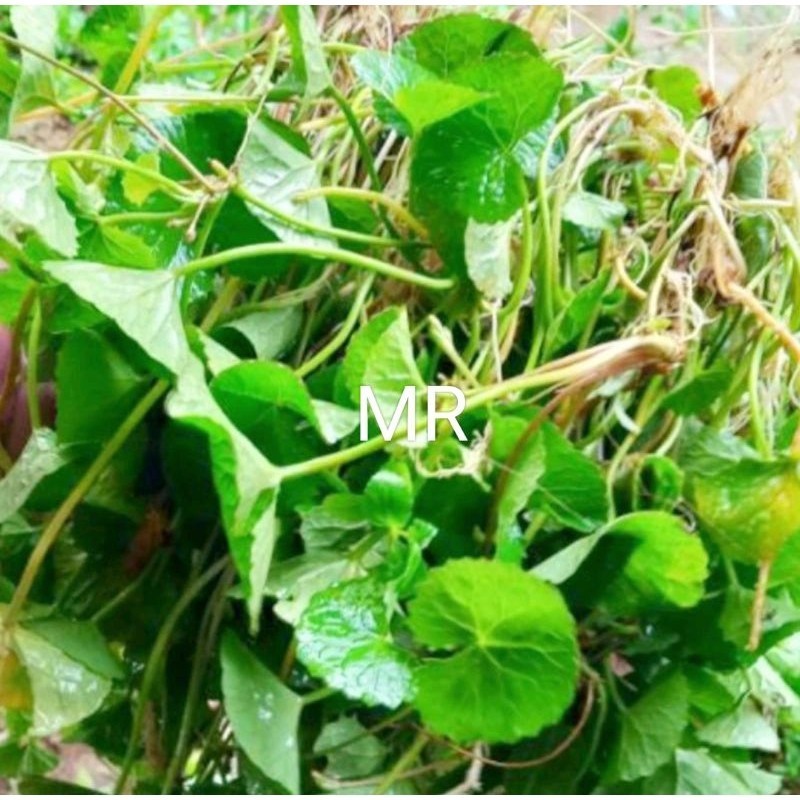

AZ Daun pegagan segar daun tapak kuda antanan merah fres per 1 kg