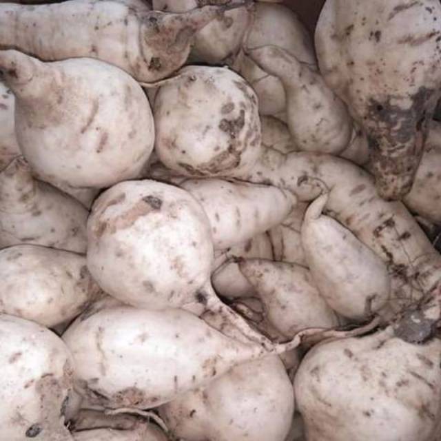 

Ubi jalar putih ubi putih segar