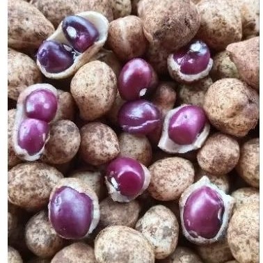 

KACANG TANAH BOGOR TUA SUPER PREMIUM BERSIH 1KG