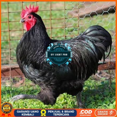 

Telur ayam black australorp / telur ayam hias / telur fertil siaptetas CV LIGHT PRO