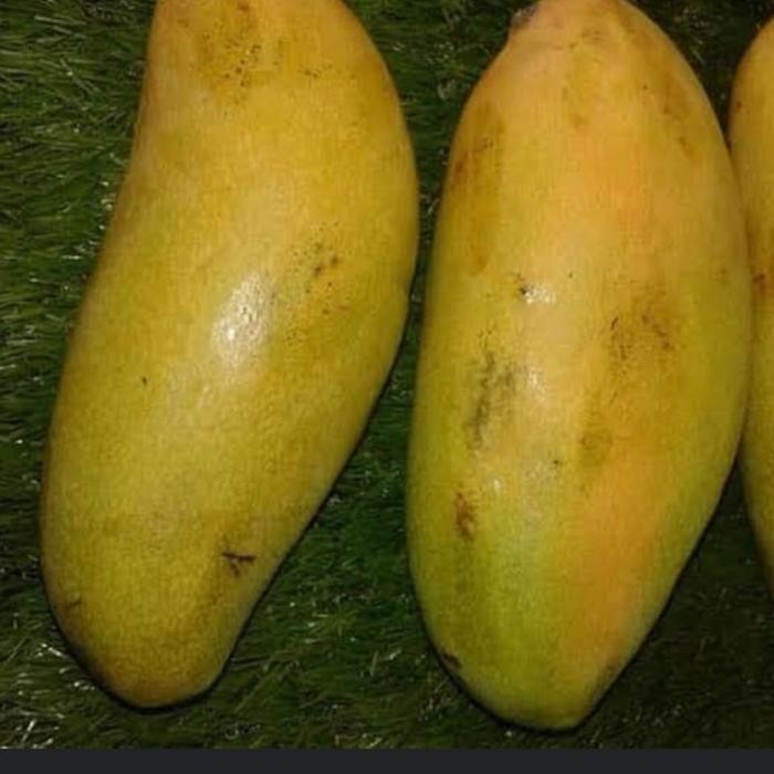 

Mangga Golek 1 kg