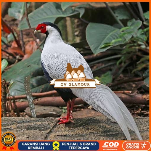 

Telur ayam hias ringneck silver pheasant fertil untuk ditetaskan CV GLAMOUR
