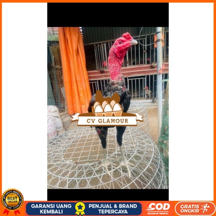 

Ganoi (telur fertill) original berkualitas CV GLAMOUR